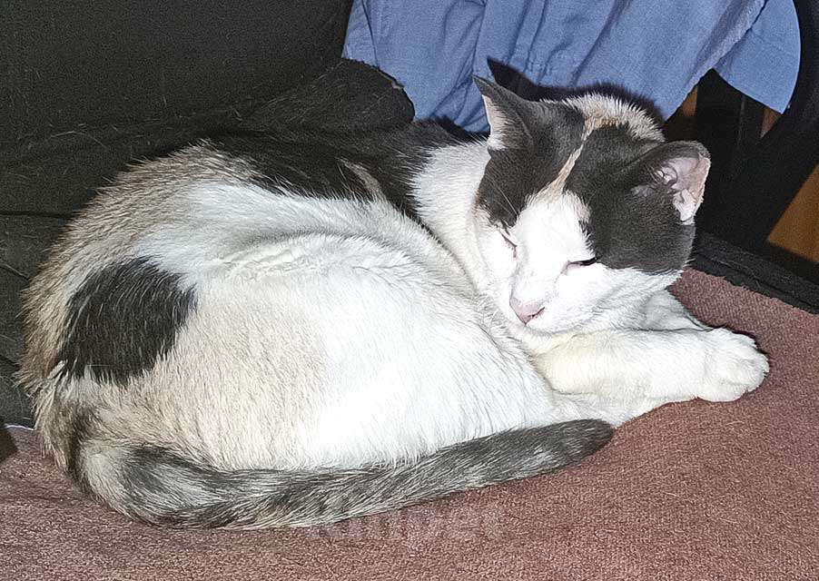 Кошки в Санкт-Петербурге: Зюфа ищет дом Девочка, Бесплатно - фото 8