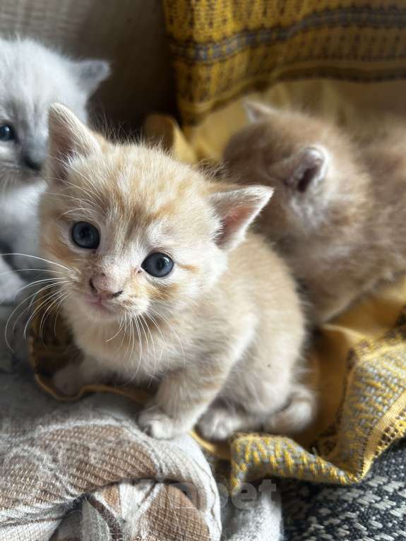 Кошки в Курске: рыжий мальчик  Мальчик, Бесплатно - фото 1