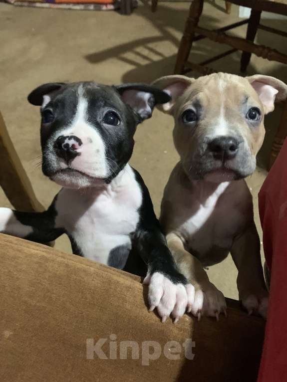 Собаки в Новосибирске: Кузнечик Девочка, 20 000 руб. - фото 3