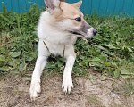 Собаки в Нефтеюганске: Срочно нужен дом Мальчик, Бесплатно - фото 9