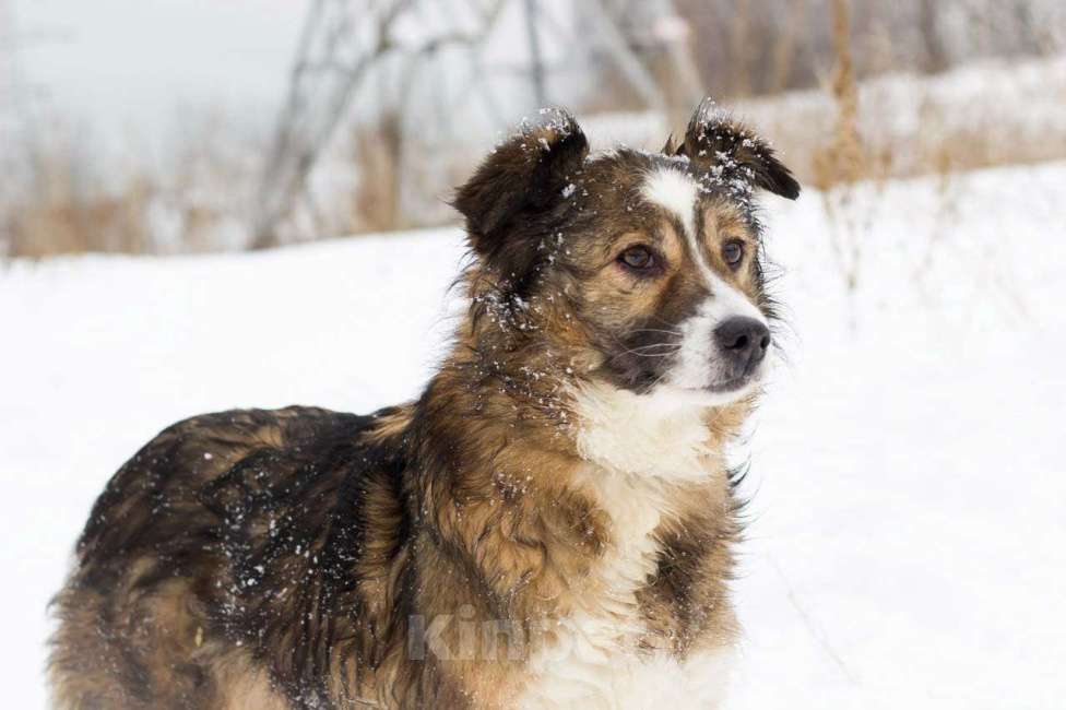 Собаки в Москве: Микки Девочка, Бесплатно - фото 3