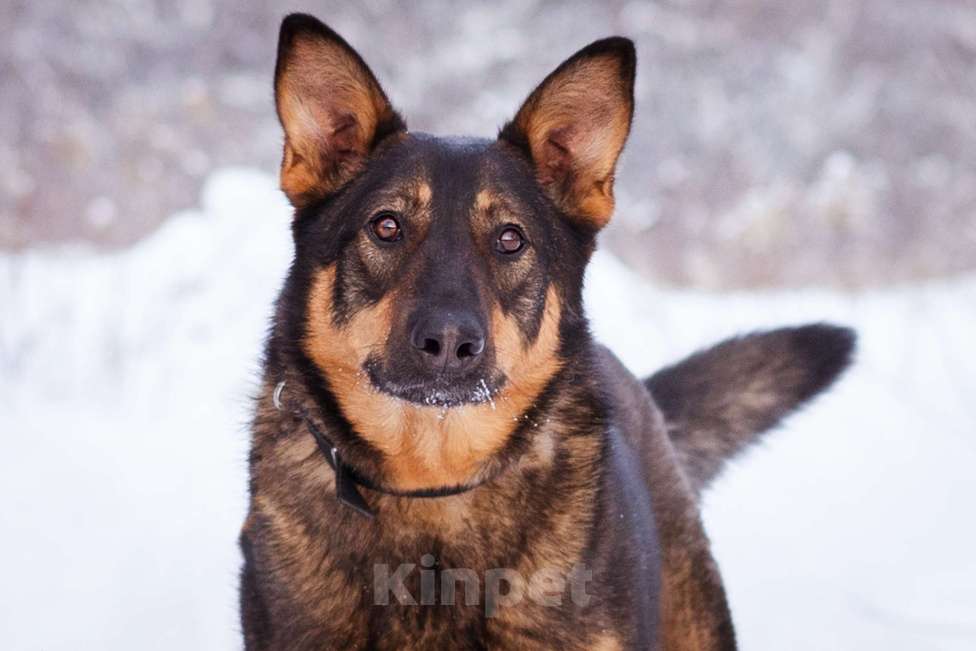 Собаки в Москве: Метис овчарки ищет дом Девочка, Бесплатно - фото 6