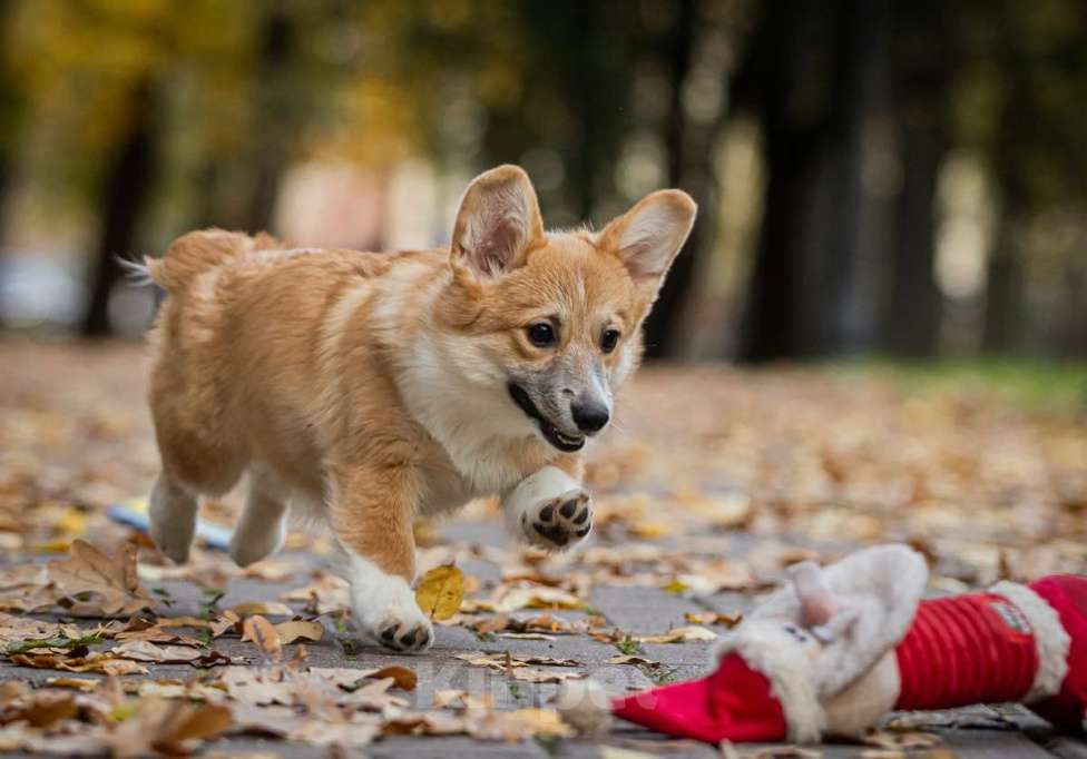 Собаки в Москве: Вельш корги пемброк, девочка Девочка, 70 000 руб. - фото 4