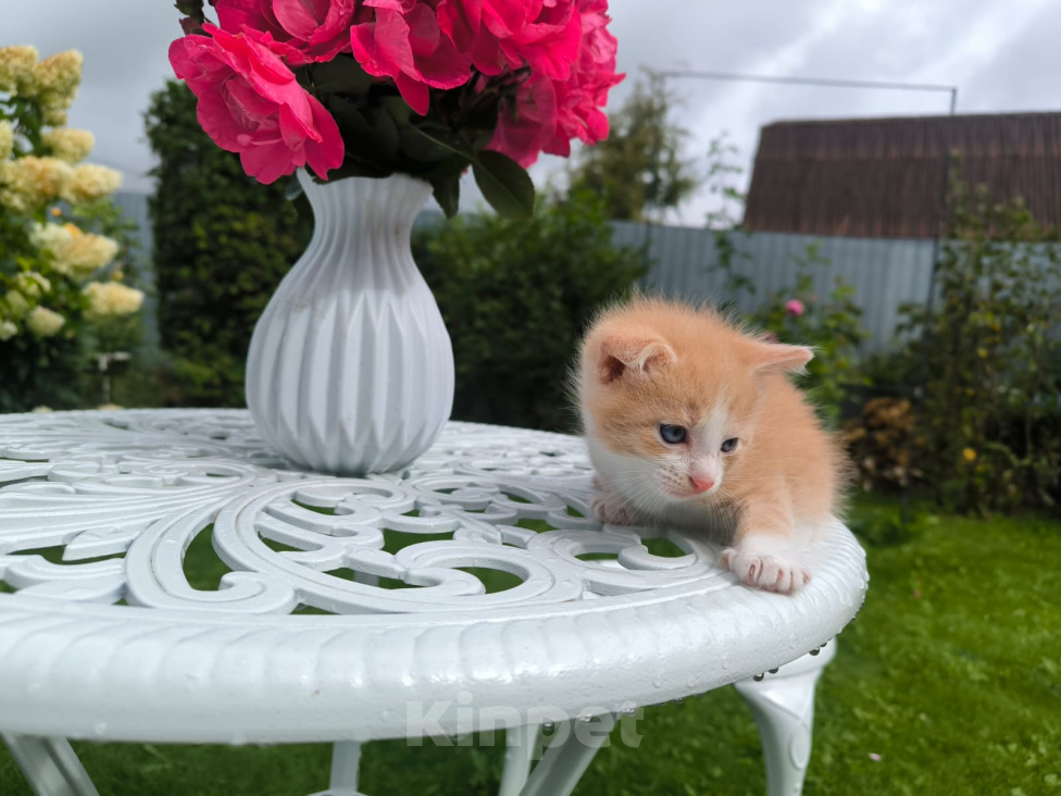 Кошки в Москве: Котенок 1 месяц Мальчик, Бесплатно - фото 4