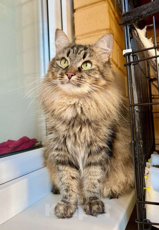 Кошки в Москве: Молодая пушистая кошечка Венди в добрые руки Девочка, Бесплатно - фото 9