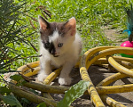 Кошки в Мытищах: Спаси котенка от зимы и стань ему родителем Девочка, Бесплатно - фото 5