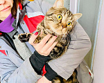 Кошки в Кувшиново: Британец в добрые руки, Бесплатно - фото 8