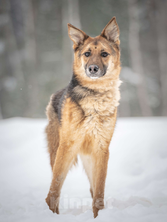 Собаки в Клине: Фундук — ласковый добряк, который ищет свою семью Мальчик, Бесплатно - фото 5