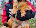 Собаки в Санкт-Петербурге: Маленькая собачка в добрые руки Девочка, Бесплатно - фото 10