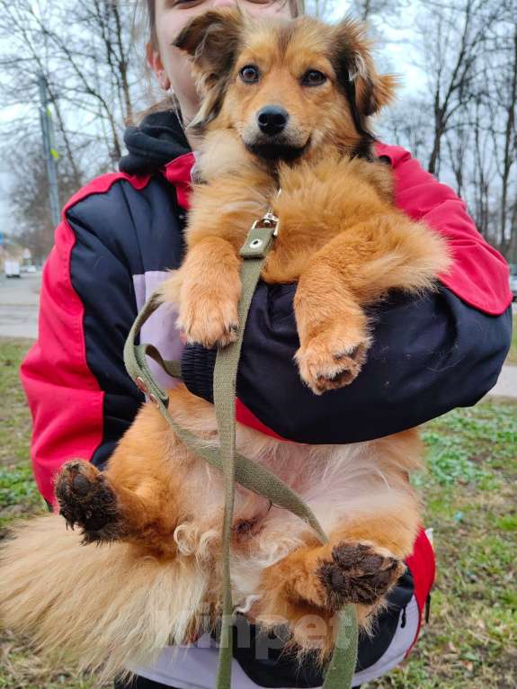 Собаки в Санкт-Петербурге: Маленькая собачка в добрые руки Девочка, Бесплатно - фото 10