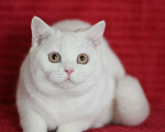 Кошки в Магнитогорске: Olympia Marshmallow  Девочка, Бесплатно - фото 2