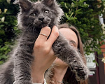Кошки в Краснодаре: Котенок мейн кун голубой дым Мальчик, 60 000 руб. - фото 4