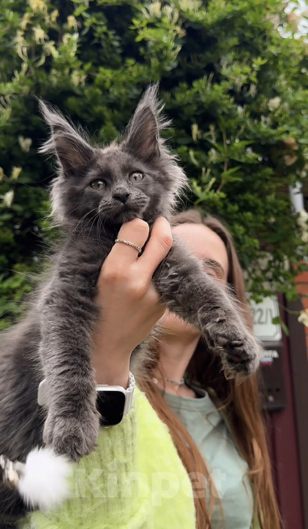 Кошки в Краснодаре: Котенок мейн кун голубой дым Мальчик, 60 000 руб. - фото 4