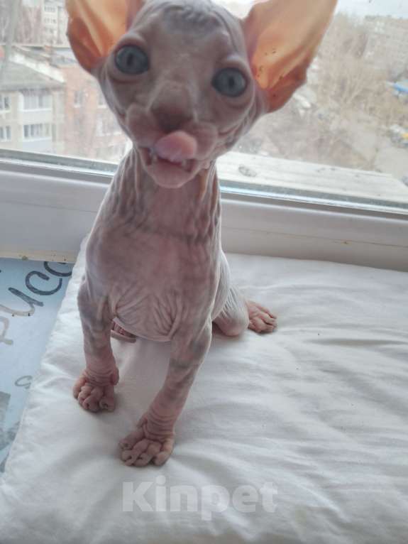 Кошки в Рязани: Продам Мальчик, 12 000 руб. - фото 4