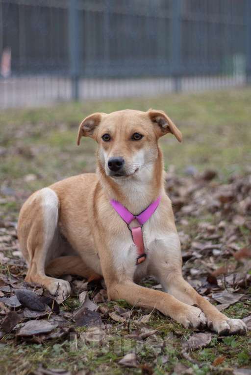 Собаки в Москве: Нежная красавица Одри в поисках дома Девочка, Бесплатно - фото 1