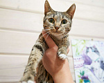 Кошки в Москве: Кошечка Ника ищет дом Девочка, Бесплатно - фото 3