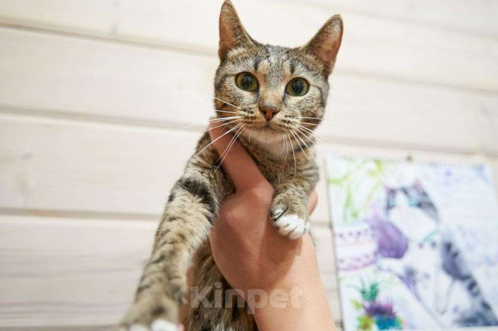 Кошки в Москве: Кошечка Ника ищет дом Девочка, Бесплатно - фото 3