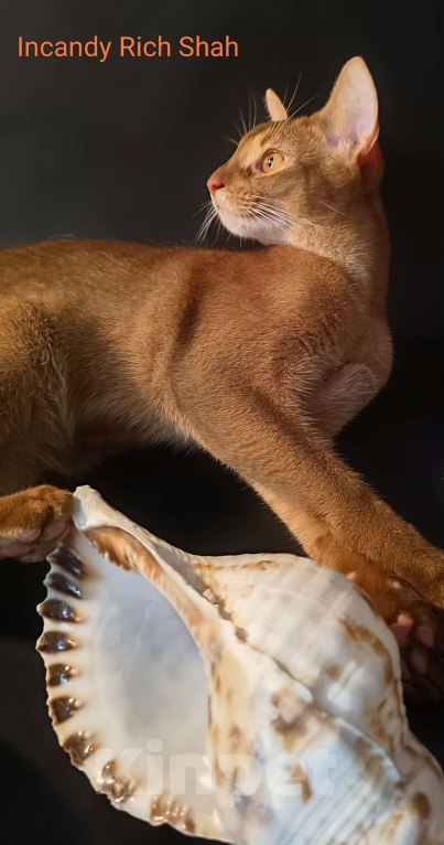 Кошки в Москве: Абиссинский красавчик соррель Мальчик, 125 000 руб. - фото 3