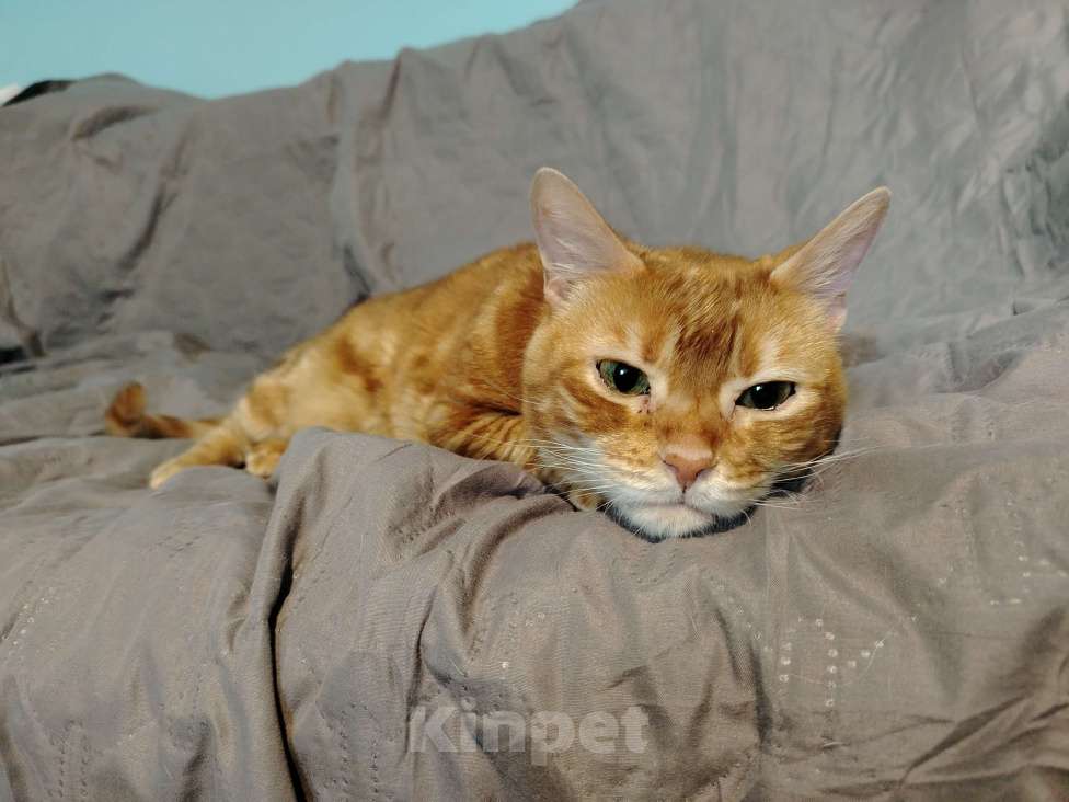 Кошки в Кудрово: Кошка Лёва Девочка, Бесплатно - фото 3