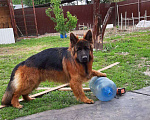 Собаки в Нижнем Новгороде: Щенки немецкой овчарки Мальчик, Бесплатно - фото 5