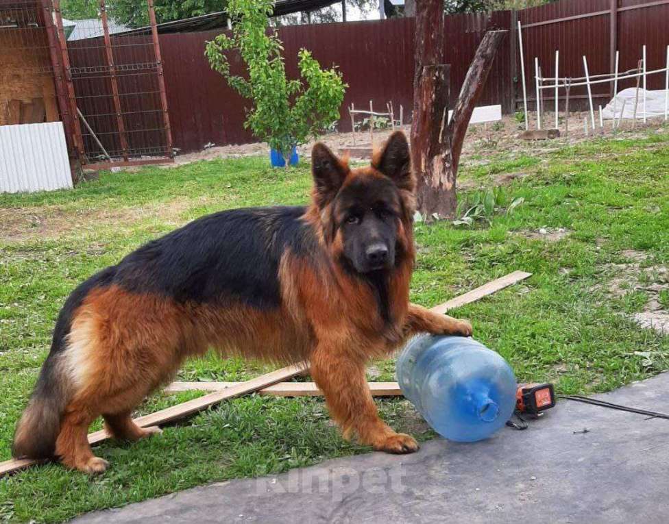 Собаки в Нижнем Новгороде: Щенки немецкой овчарки Мальчик, Бесплатно - фото 5