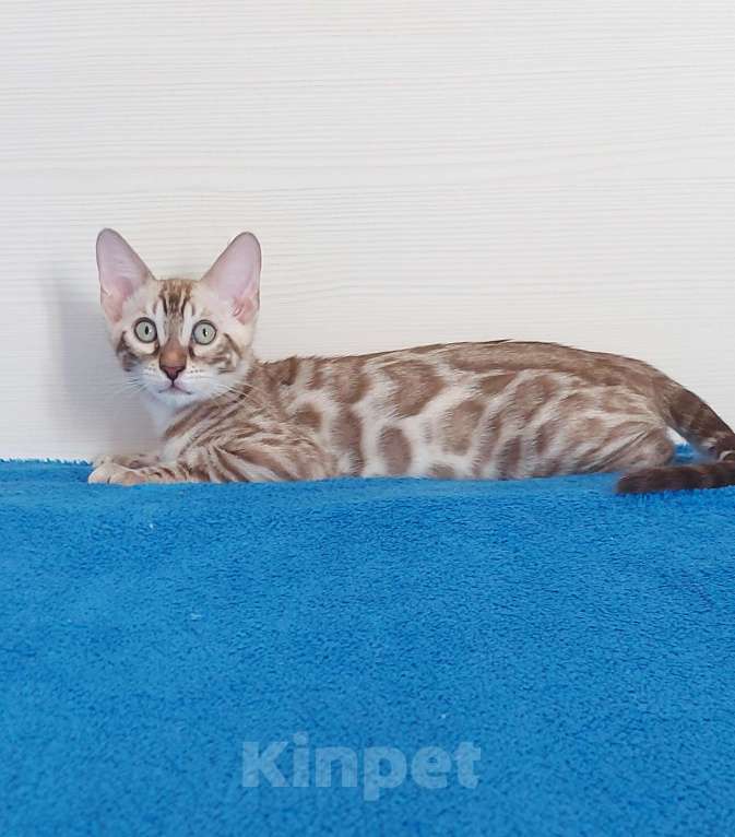 Кошки в Москве: Бенгальский мальчик Мальчик, 40 000 руб. - фото 3