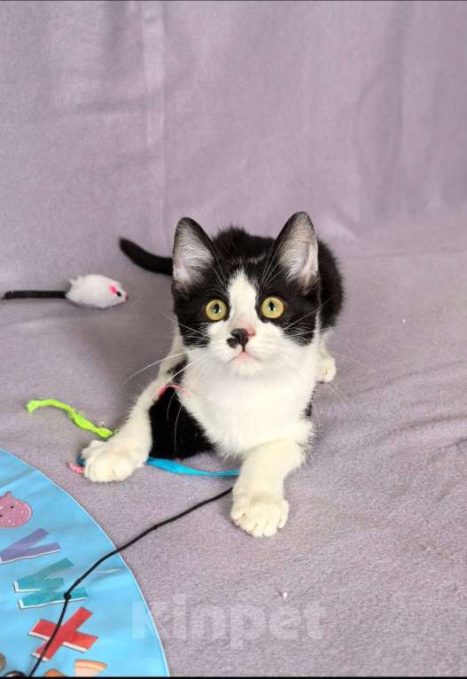 Кошки в других городах Московской области: Коржик Мальчик, Бесплатно - фото 3