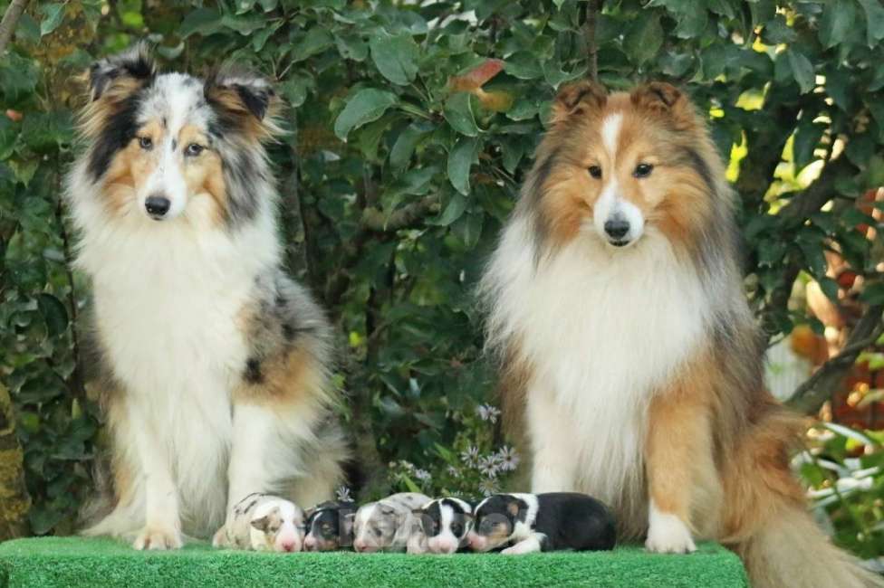 Собаки в Рязани: Подрощеные щенки шелти. Мальчик, 50 000 руб. - фото 8