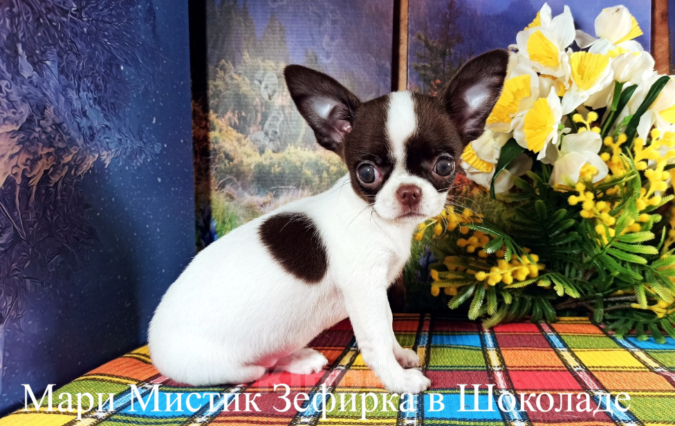 Собаки в Санкт-Петербурге: Очень красивая девочка чихуахуа ждёт Вас Девочка, 120 000 руб. - фото 8