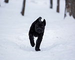 Собаки в Санкт-Петербурге: Кане-корсо черная пантера Девочка, 45 000 руб. - фото 4