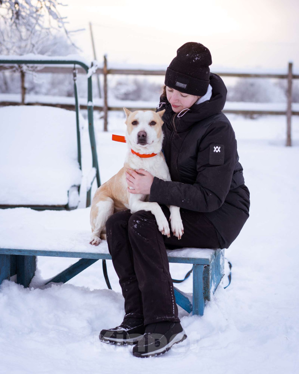 Собаки в Москве: Девочка, 4 года, в приюте - ищет дом Девочка, Бесплатно - фото 8