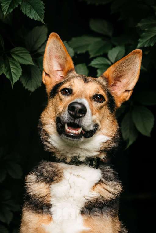 Собаки в Москве: Красавец Ник ищет дом Мальчик, Бесплатно - фото 4