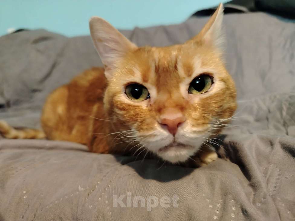 Кошки в Кудрово: Кошка Лёва Девочка, Бесплатно - фото 6