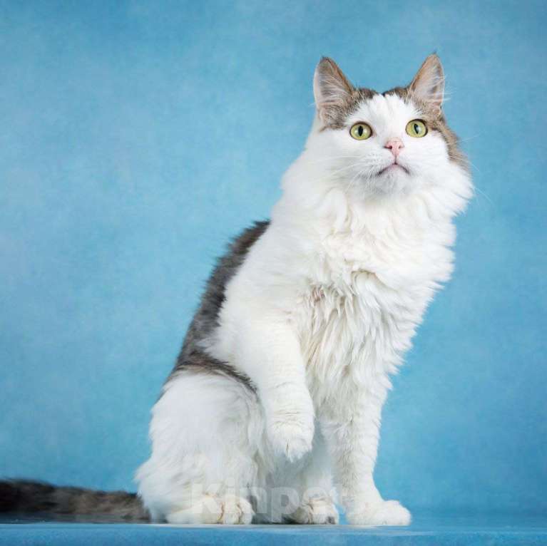 Кошки в Москве: Пушистый котик с идеальным характером! Мальчик, Бесплатно - фото 3