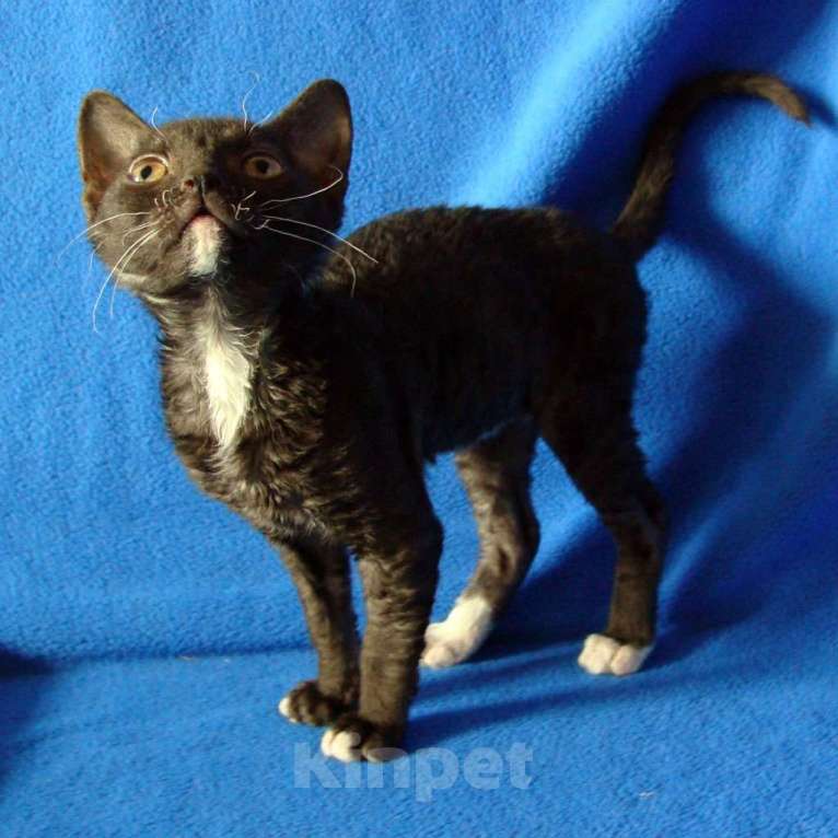 Кошки в Москве: кудрявые котята уральский рекс Девочка, Бесплатно - фото 1