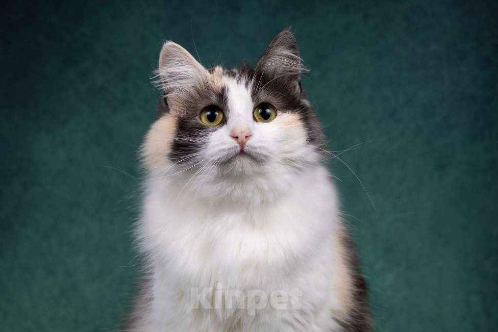 Кошки в Москве: Красавица Моника ищет любящую семью Девочка, Бесплатно - фото 7