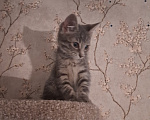 Кошки в Санкт-Петербурге: Фиби Девочка, Бесплатно - фото 1