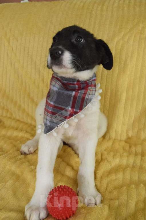 Собаки в Санкт-Петербурге: Братик и сестрички ищут дом!! Девочка, Бесплатно - фото 7