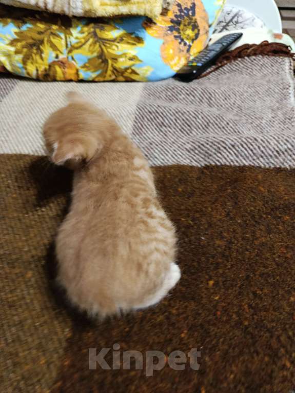 Кошки в других городах Московской области: Курильски бобтейл мальчишки Мальчик, Бесплатно - фото 10