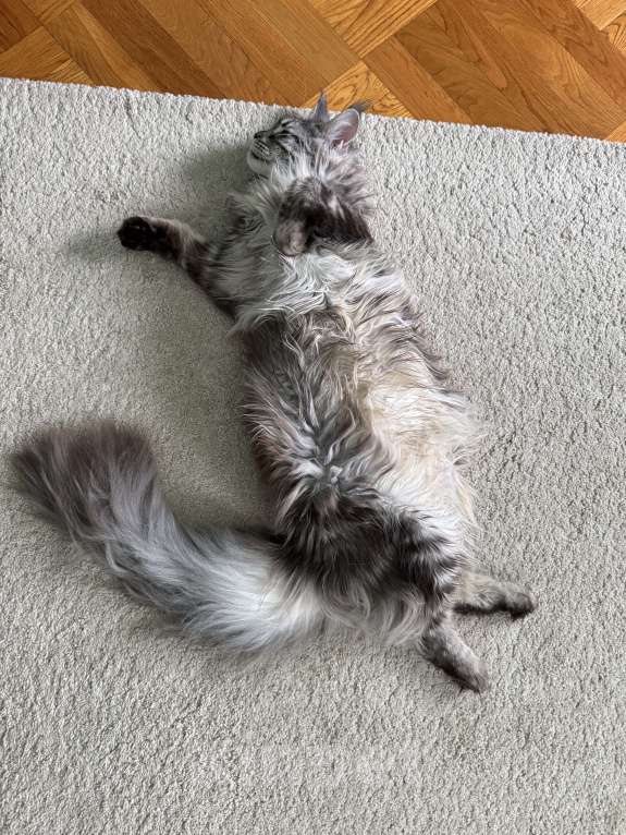 Кошки в Москве: Отдам кошку в добрые руки. Девочка, Бесплатно - фото 7