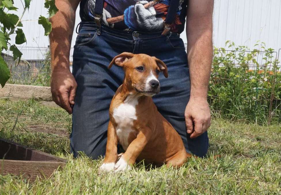 Собаки в Пушкино: Брутальные подрощенные стаффордята Мальчик, 50 000 руб. - фото 1