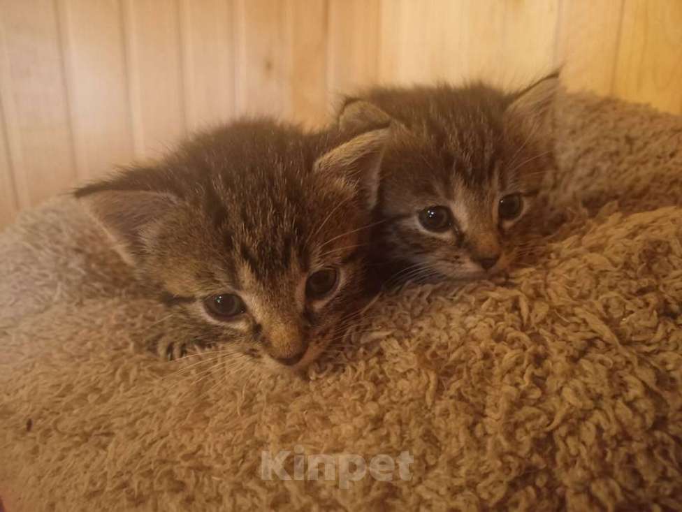 Кошки в Москве: Три комочка счастья ищут дом! Разнополые, Бесплатно - фото 5
