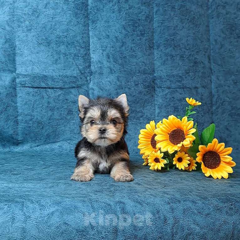 Собаки в Санкт-Петербурге: Йоркширский терьер мини мальчик Мальчик, 65 000 руб. - фото 1