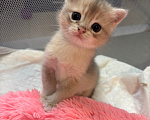 Кошки в Тюмени: Котёнок голубое золото Мальчик, 40 000 руб. - фото 7