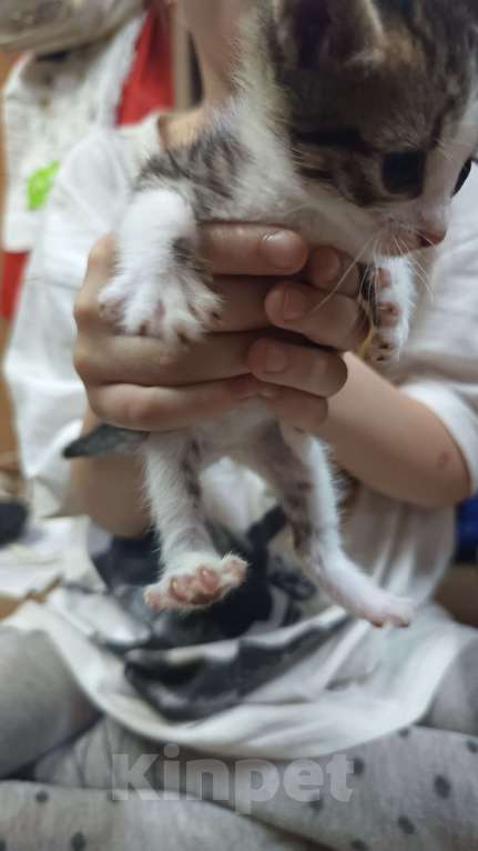 Кошки в Обнинске: Котята Девочка, Бесплатно - фото 4