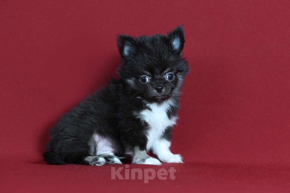 Собаки в Курске: Щенок чихуахуа Мальчик, Бесплатно - фото 1