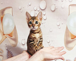 Кошки в Химках: Клубные чистокровные бенгальские котята  Мальчик, 50 000 руб. - фото 2