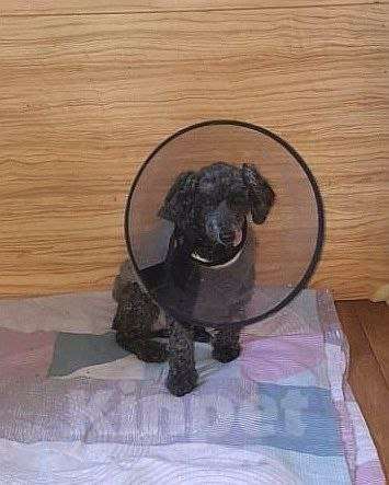 Собаки в Белореченске: В хорошие, добрые и любящие руки старенький пуделёк Мальчик, Бесплатно - фото 3