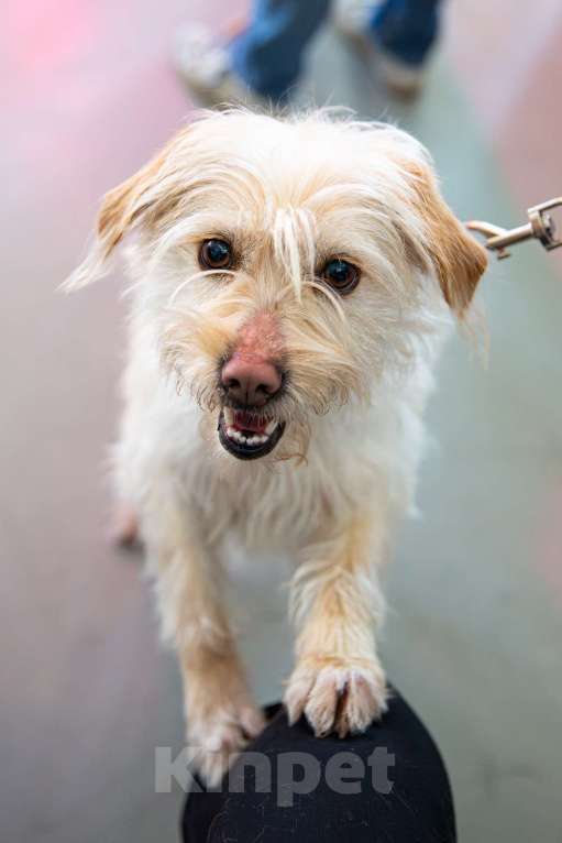 Собаки в Санкт-Петербурге: Очень красивая маленькая собачка Девочка, Бесплатно - фото 7