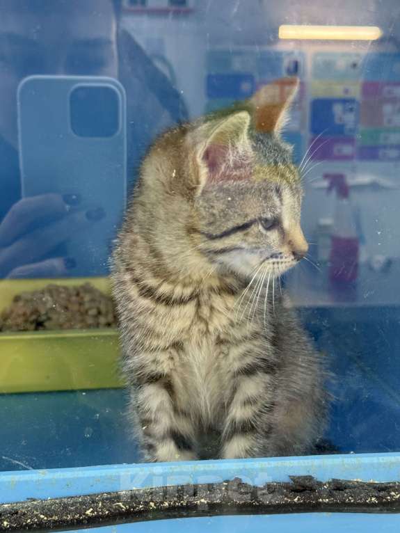 Кошки в Москве: Котенок Мегги полосатая и ласковая в добрые руки Девочка, Бесплатно - фото 3